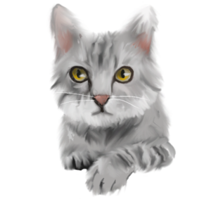 猫咪 猫 猫科动物 宠物 动物 灰色 黄色眼睛 灵巧
