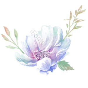 花 鲜花 花朵 花卉 植物 春天 清新 立春