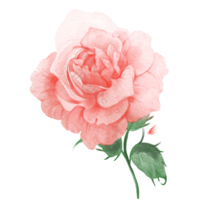 花 鲜花 花朵 花卉 植物 春天 清新 春季