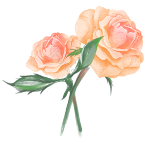 花 鲜花 花朵 花卉 植物 春天 清新 春季