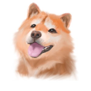 狗 可爱 狗狗 宠物 狗狗头像 微笑 吐舌头 犬