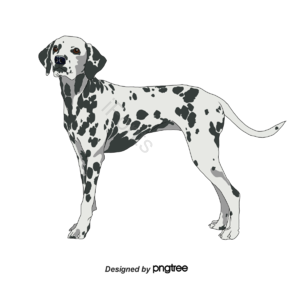 手绘插画 斑点狗 大型犬 黑色 白色 狗