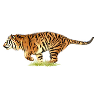 虎 老虎 凶猛 走兽 野兽 元素 手绘 插画