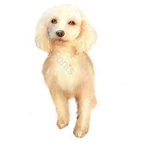 狗 小狗 可爱 宠物 手绘 插画 白毛 犬