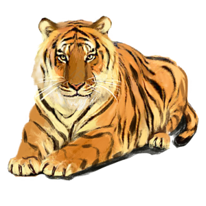 走兽 凶猛 老虎 虎 趴卧 野兽 虎园 插画