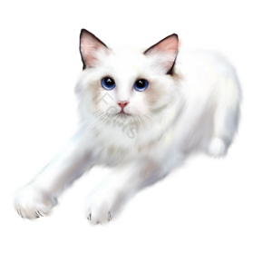 小猫咪 动物 猫 可爱 白猫 毛茸茸 手绘