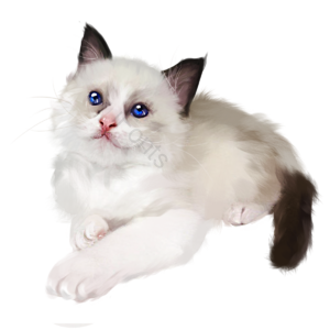  可爱 家猫 小猫咪 手绘竽 毛茸茸的 波斯猫 猫