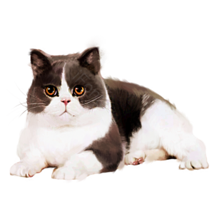 猫 毛茸 可爱 动物 小猫咪 胖猫 手绘 黑白