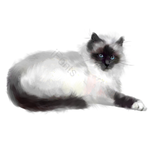  家猫 小猫咪 手绘竽 毛茸茸的 波斯猫 猫 野猫