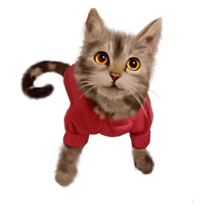动物 猫 小猫咪 呆萌 棕色 软萌 手绘 毛茸茸