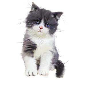 动物 可爱 家猫 小猫咪 手绘竽 毛茸茸的 波斯猫 灰色