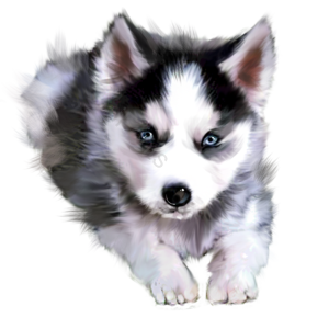 动物 宠物 家养犬 手绘竽 插画用图 下桩 狗儿 黑白