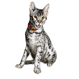 猫咪 猫 棕色眼睛 黑白毛绒 动物 宠物 