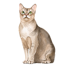 毛绒 猫 猫咪 动物 宠物 灵巧 黄色 