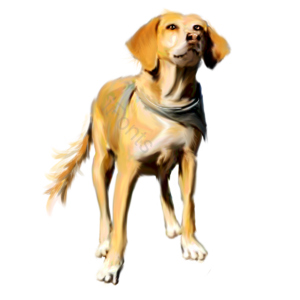 狗 动物 宠物 金毛 黄色 犬 家犬 黄狗