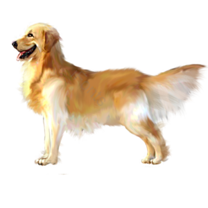 狗 动物 宠物 金毛 毛绒 黄毛 导盲犬 家犬