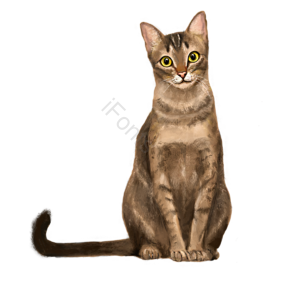 动物 宠物 手绘 插画 毛绒绒 猫 猫咪 黄色