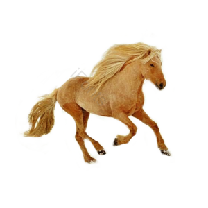 手绘竽 插画用图 棕色 耳钉 马 马术 好马 骑火