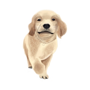 手绘 写实 黄色 金毛犬 狗 手绘狗 可爱