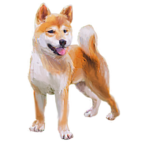 公狗 动物 宠物 家养犬 手绘竽 石巴 ch子 狗儿