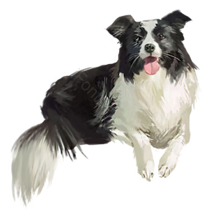 狗 动物 宠物 犬 家犬 公狗 母狗 黑白