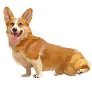 狗 小狗 犬 家犬 动物 宠物 柯基 黄色