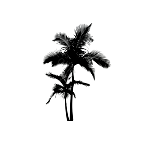 棕榈树 palm 黑色 剪影 扁平化