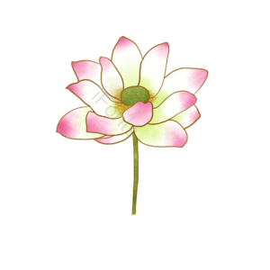 莲花 荷花 盛开 花 元素 单枝 莲心