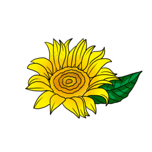 葵花 太阳花 手绘竽 插画用图 绿叶叶子 花呗 黄色花朵鲜花 金色的向日葵