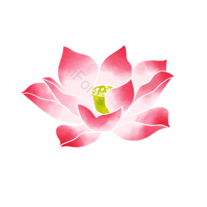 荷花 花朵 莲心 水彩 晕染 清新