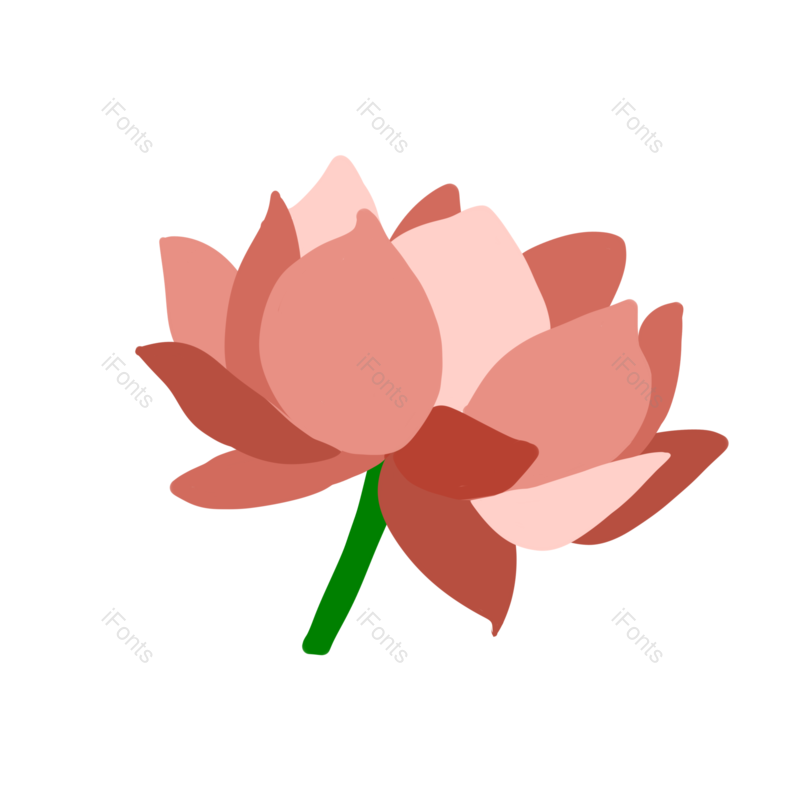 莲子图片,荷花元素,插画PNG,莲花免抠素材