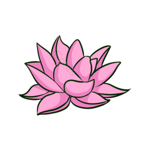 插画 手绘 剪贴画 荷花 水芙蓉 水生植物 芙蕖 芙蓉