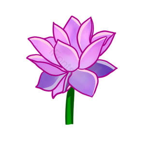 荷花 莲花 花朵 花 粉色 鲜花 剪贴画 手绘