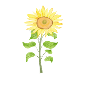 元素 葵花 插画用图 植物 水彩 花呗 黄色 花卉剪贴画
