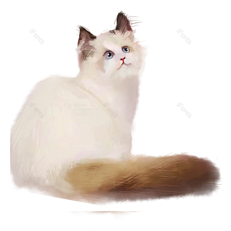 小猫图片,宠物元素,白色PNG,猫咪免抠素材