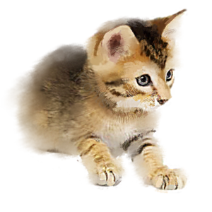 动物 可爱 宠物 家猫 小猫 手绘 棕色 猫