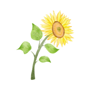 元素 葵花 插画用图 植物 水彩 花呗 黄色 花卉剪贴画