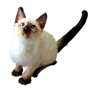 暹罗猫 猫咪 仰头 可爱 宠物 动物 小猫 期盼