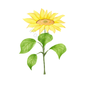 元素 葵花 插画用图 植物 水彩 花呗 黄色 花卉剪贴画