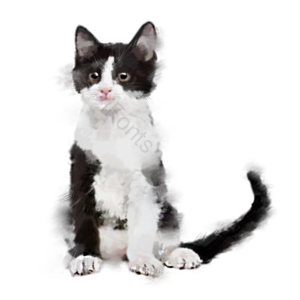 小猫 猫 宠物 动物 猫咪 可爱 野猫 黑白