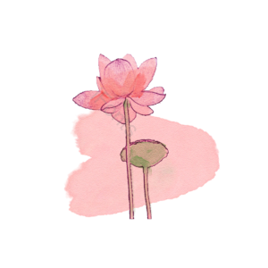 粉色 手绘 水彩 莲花 元素