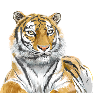 野兽 虎园 老虎 走兽 虎 动物 猛兽 凶猛