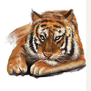 元素 恶毒的 激烈 动物 动物园 插画 猛兽 虎