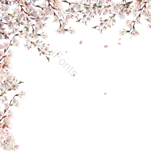 可爱 春天立春 樱花开 樱花花环边框 苍白 白色 花呗 花朵圆形边框