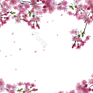 樱花 樱花边框 花枝 树枝 春季 花朵 花瓣 春天
