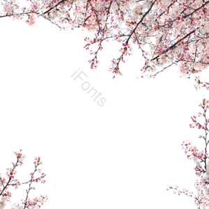 樱花 花朵 樱花边框 花枝 树枝 可爱 春季 春天