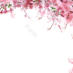 樱花 花朵 春季 边框 可爱 清新 元素 粉色