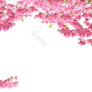 科 樱桃边境 元素 可爱 春天 科 樱花 苍白