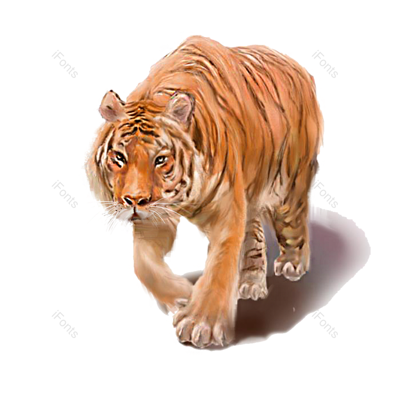 动物图片,元素,PNG,免抠素材