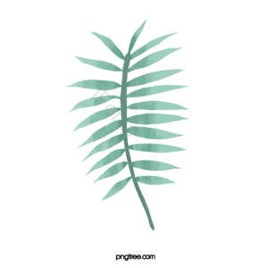 叶 夏季 棕榈叶 热带树叶 绿植植物绿色 植物绿植 叶剪贴画 夏天剪贴画